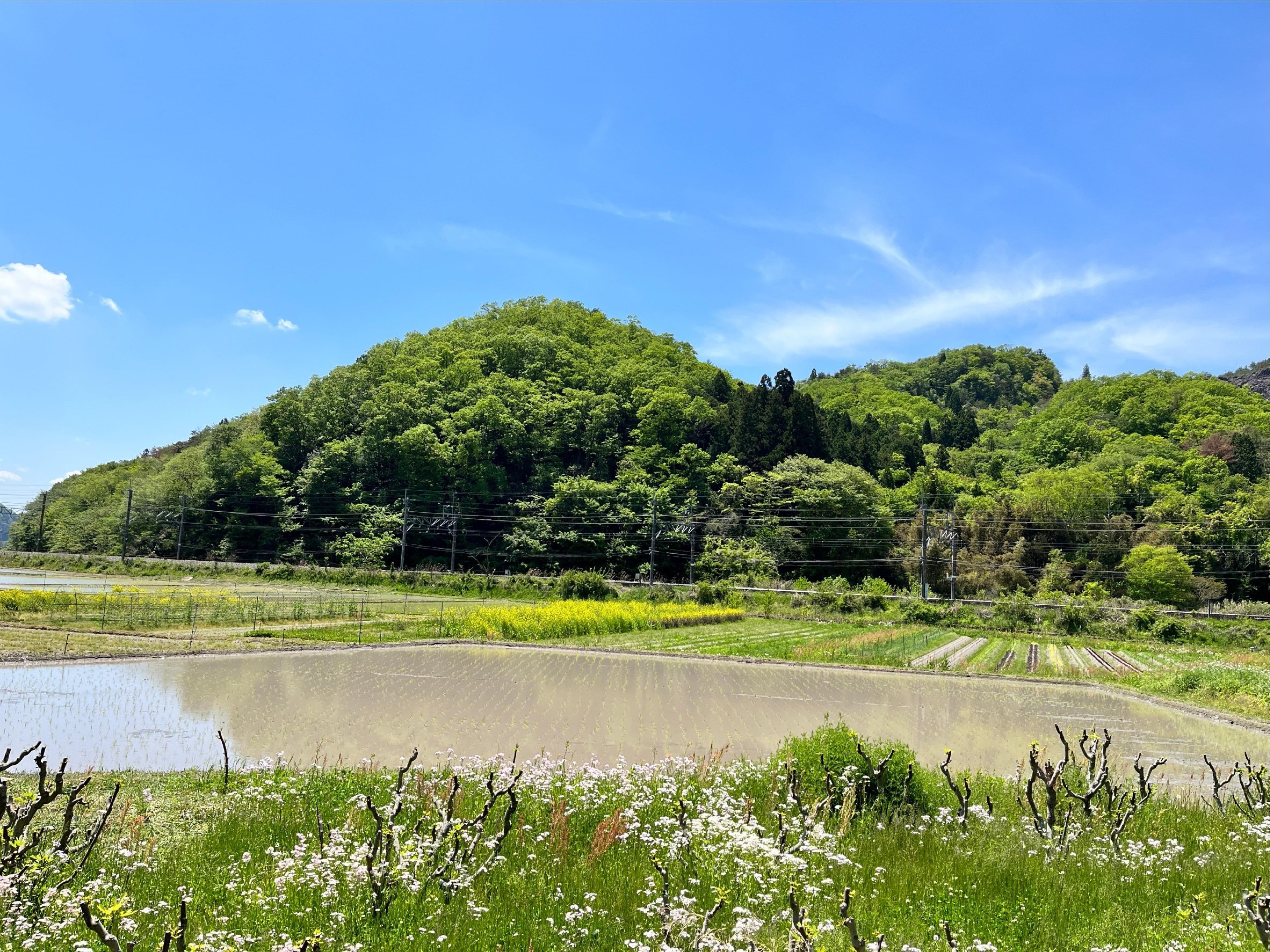 青空の下で緑が映えた山の写真。手前には田んぼと野花が広がっている。