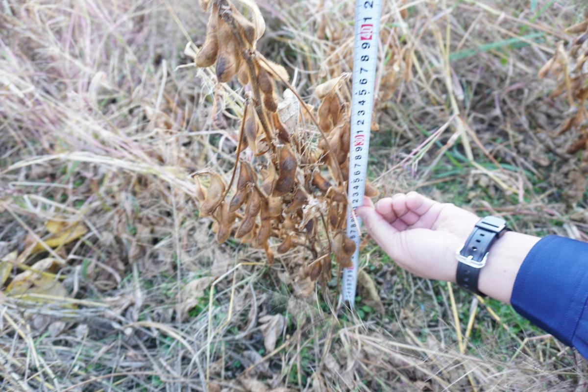 黒大豆の機能性研究